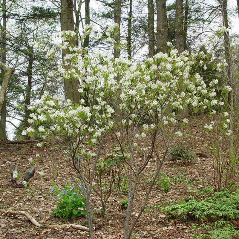 Give the plant a site that supports fruit and habitat