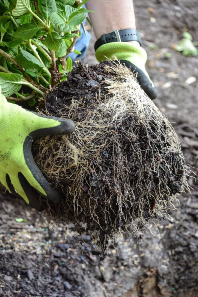 Preserve as much of the root ball as possible