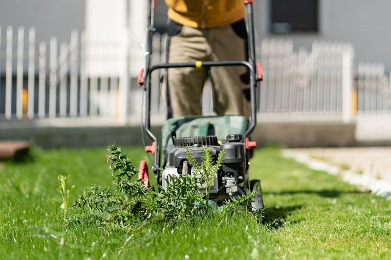 Pull crabgrass from healthy turf while the soil is moist