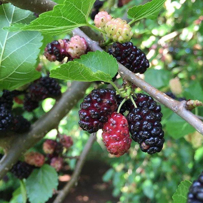 Red Mulberry (Morus rubra)