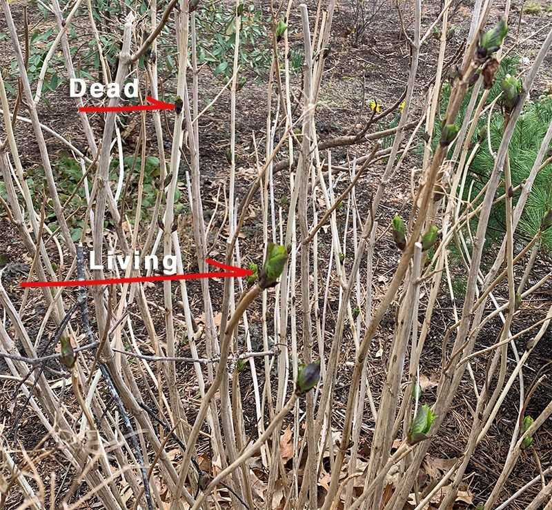 Not Removing Dead, Damaged, or Weak Stems (or Misidentifying Them)