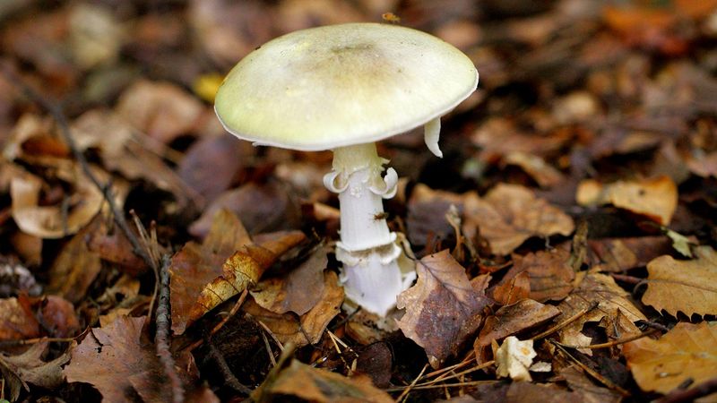 Death Cap (Amanita phalloides)