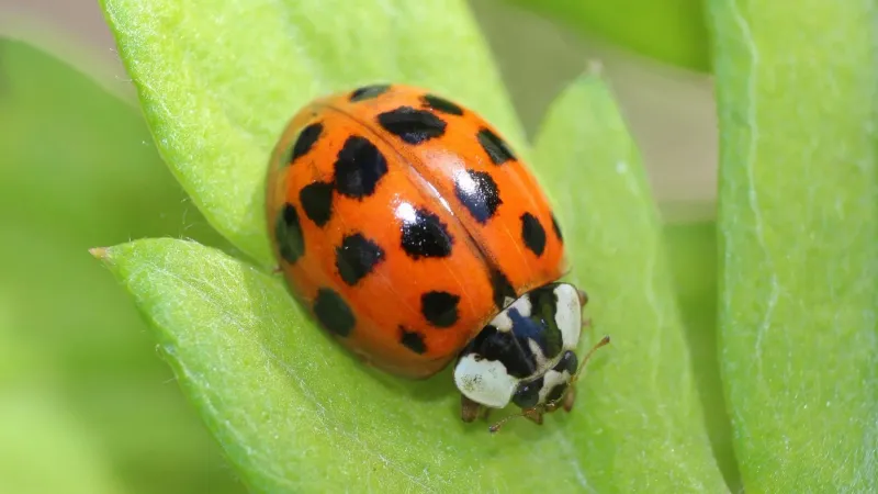 Asian Lady Beetles