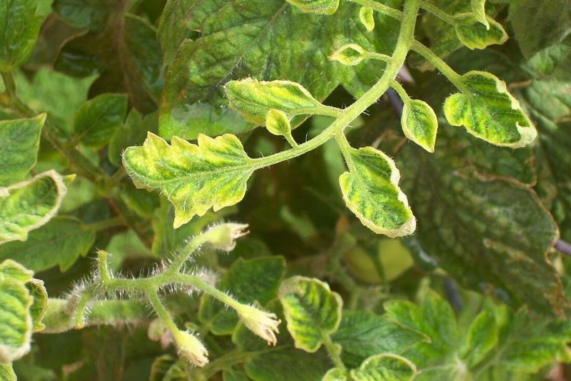 Viral Infections