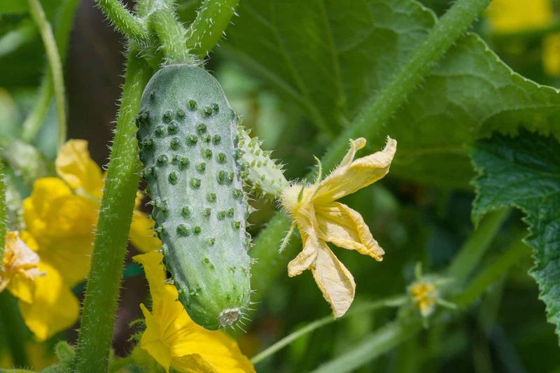 How plant stress can produce bitter fruit