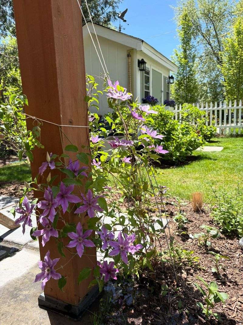 Allowing Roots to Get Hot and Dry