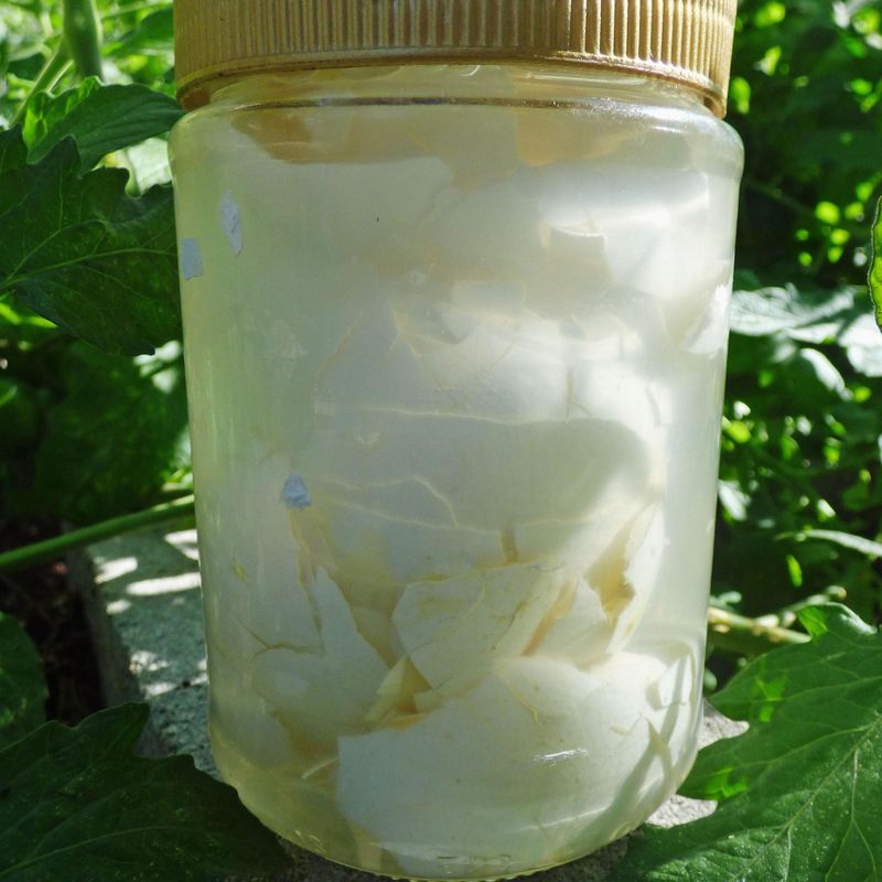 Powdered Milk