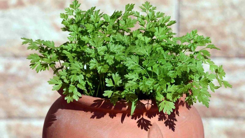 Garden chervil fits the fall window box—but it is not a cutting project