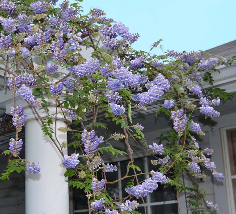 American Wisteria (Wisteria frutescens)