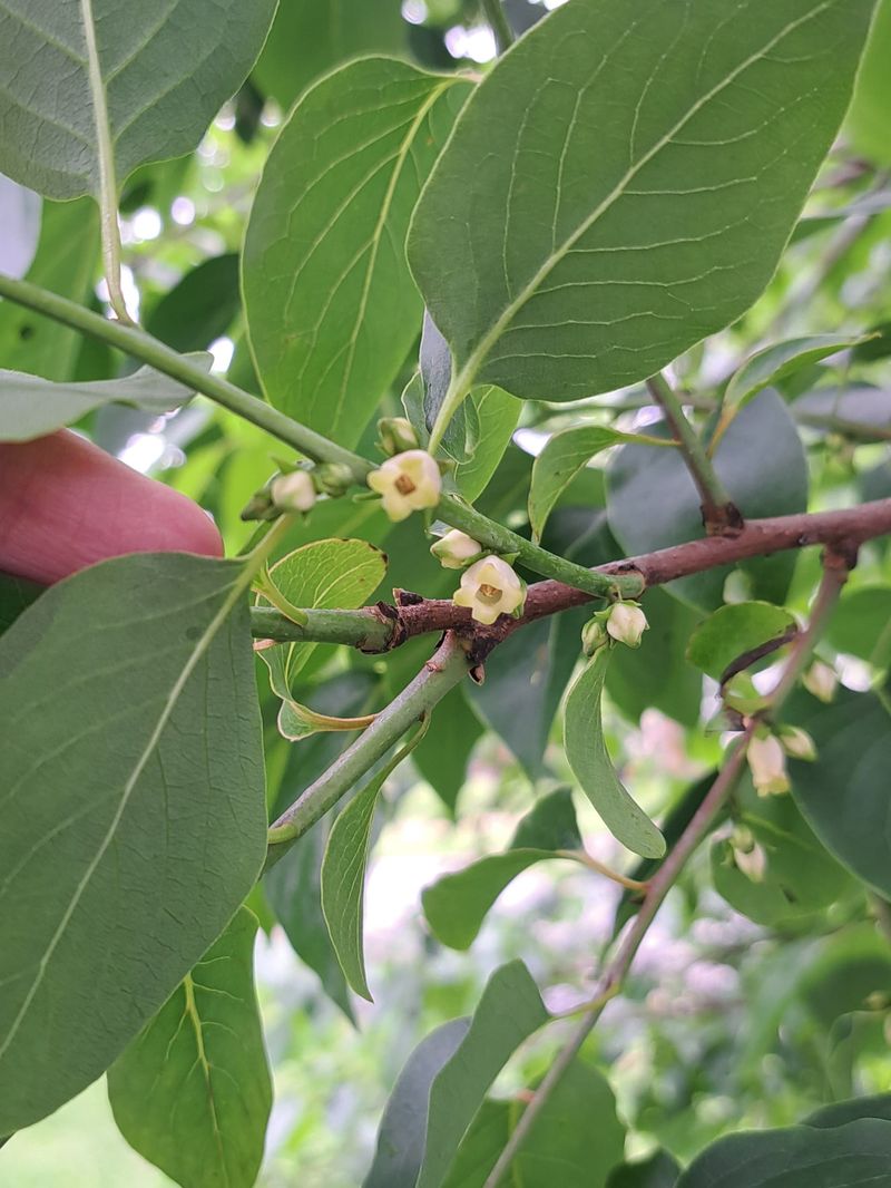 A one-tree harvest depends on the tree you choose