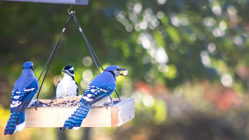 Provide Sturdy, Roomy Feeders