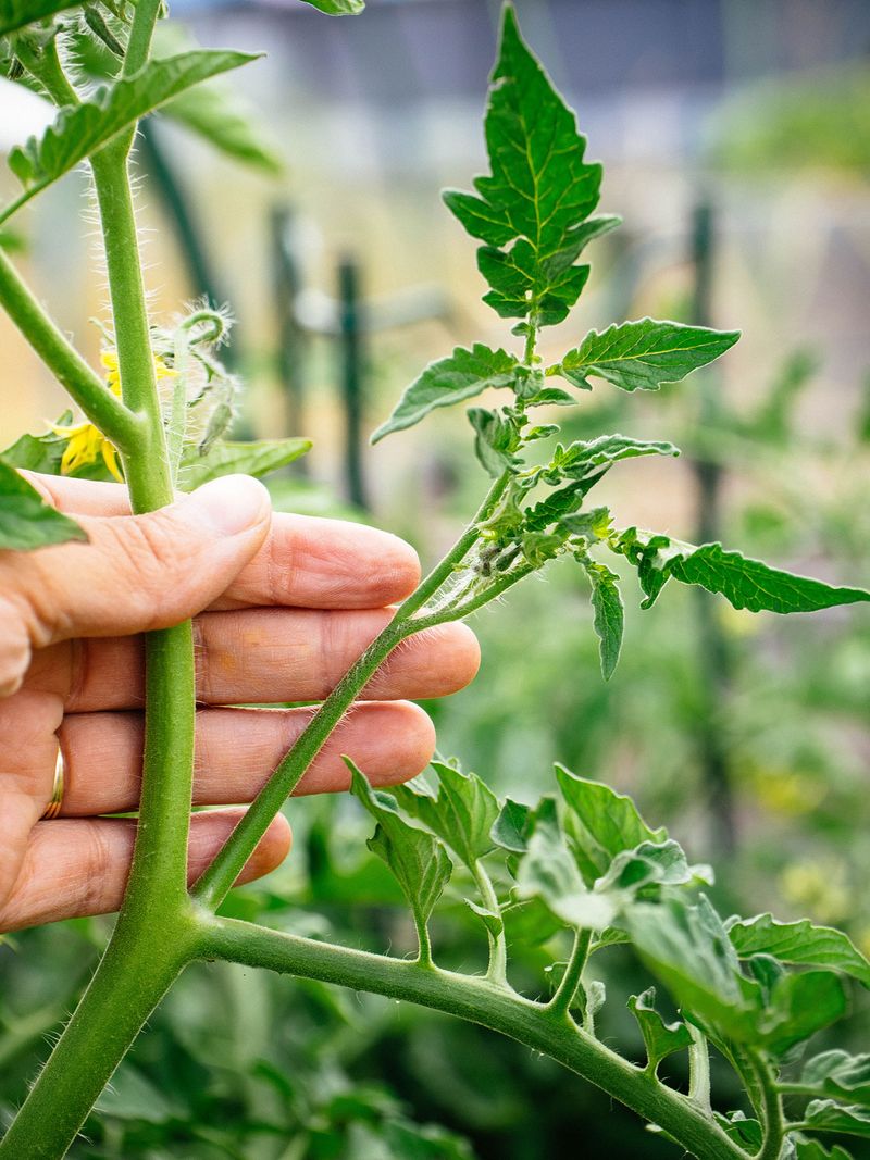 Remove new blossoms and small fruits when frost nears