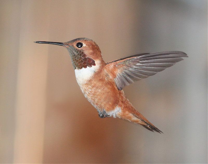 Could it be a Rufous?