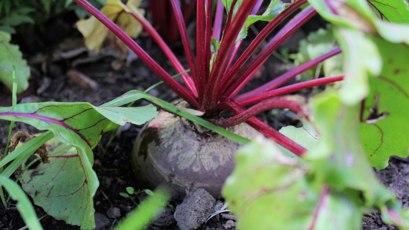Heat and water stress can make beet roots coarse