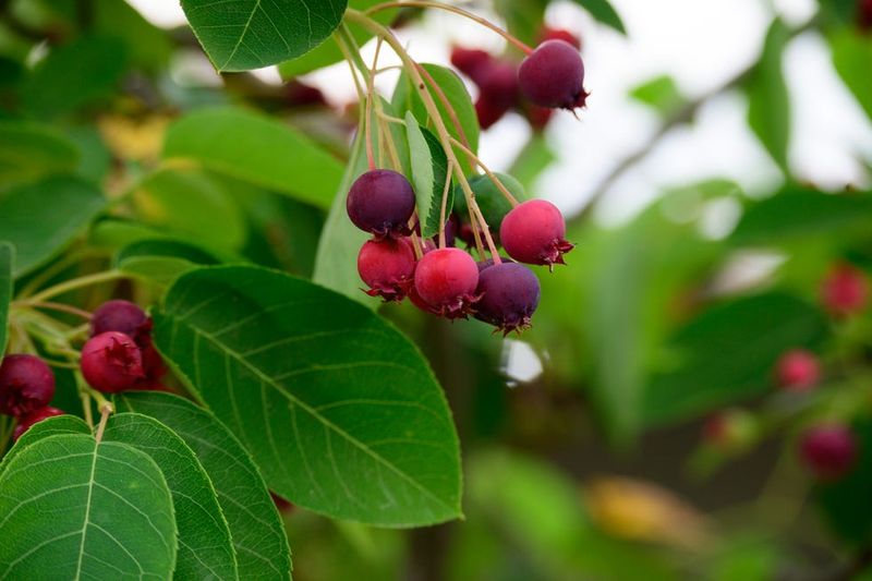 Serviceberry