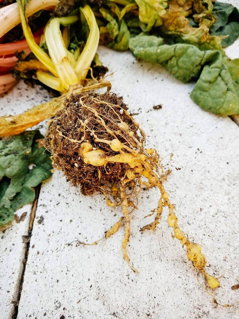 The marigold chemical story begins with living roots