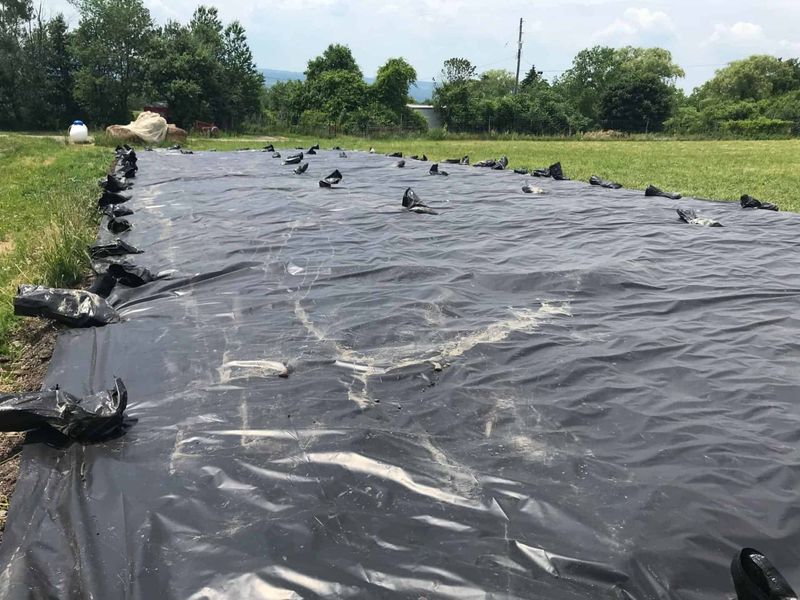 For a large patch, plan for sustained management