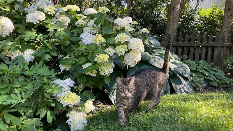 Hydrangea
