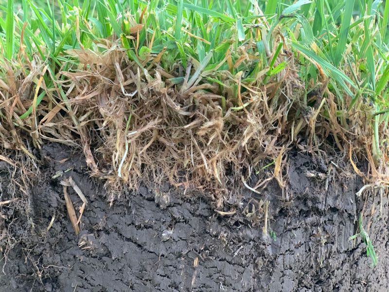 Dethatch only when the measured layer warrants consideration