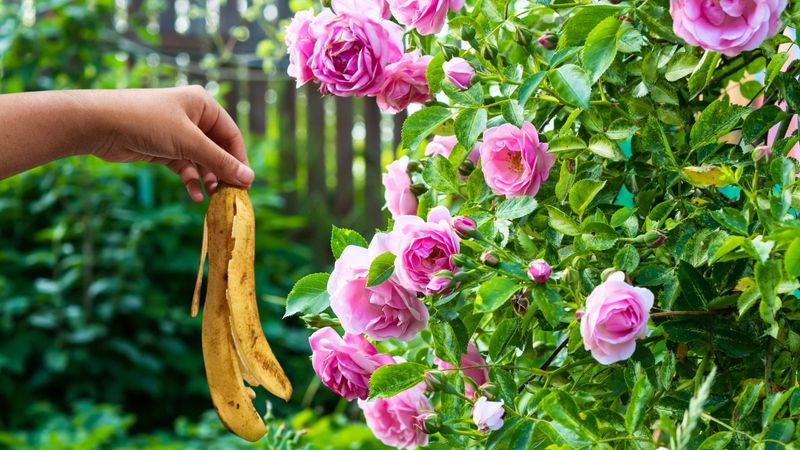 Potassium matters, but a peel is not a measured rose feed