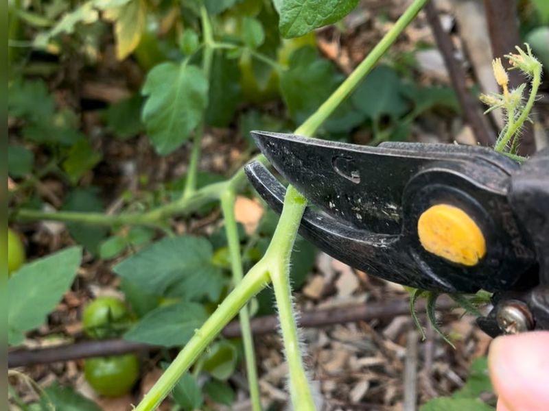 Stop adding late flowers that the season cannot finish