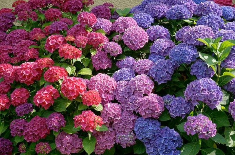 Adjust Soil pH to Control Bloom Color