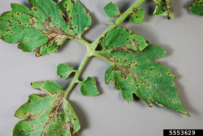 Spots Shift Attention Toward Leaf Disease