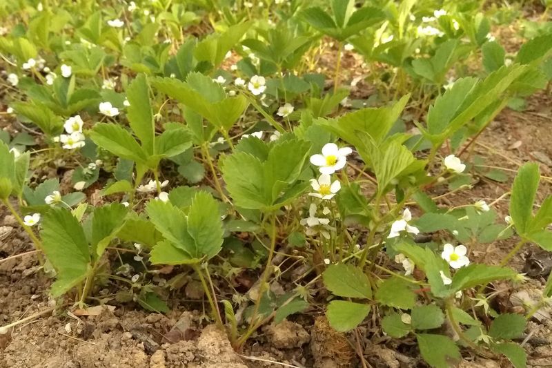 Wild Strawberry (Fragaria virginiana)