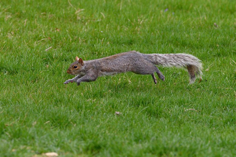 Squirrels Darting Across Open Lawns