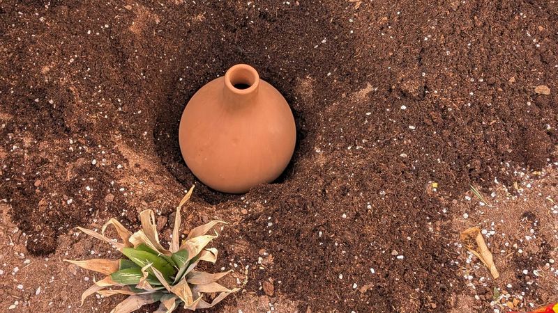 Install the olla near roots without relying on a fixed spacing rule