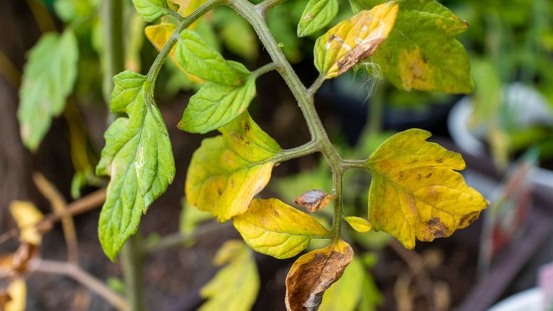 Assess Your Plant's Specific Symptoms