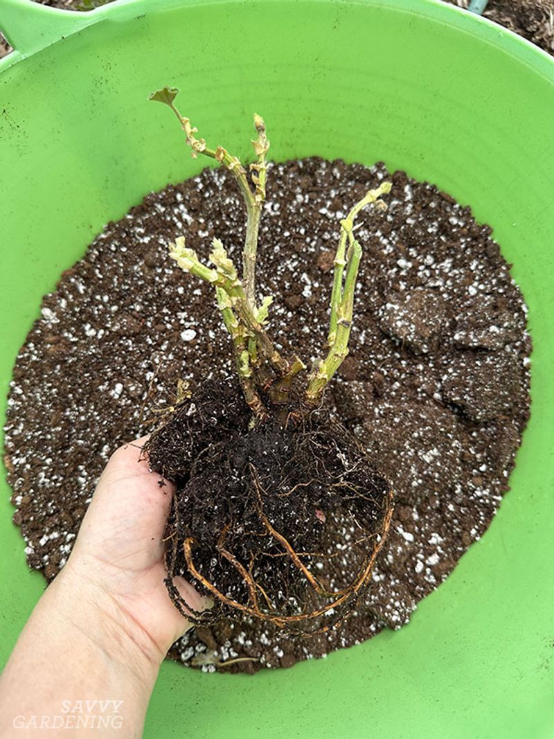 For Dormant Storage: Prepare Bare-Root Plants