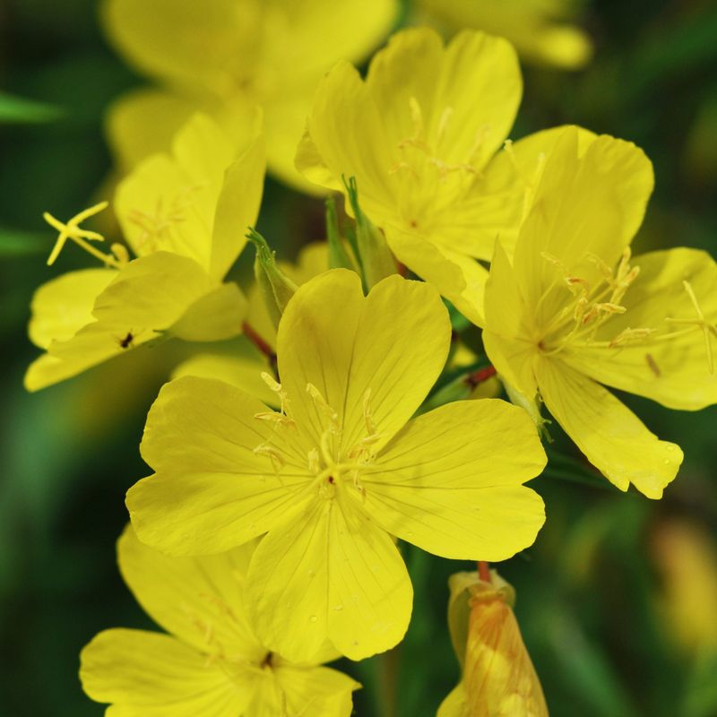Sundrops