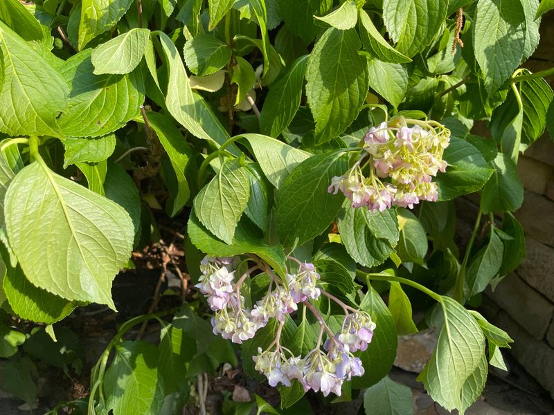 Drooping Leaves with Dry Soil