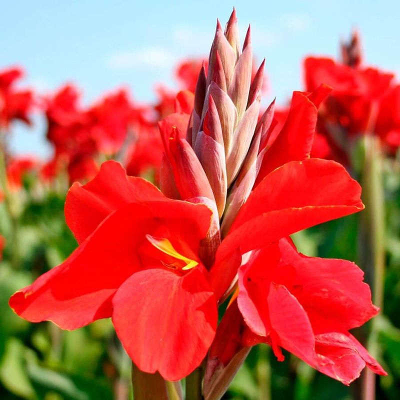 Red Canna Lilies