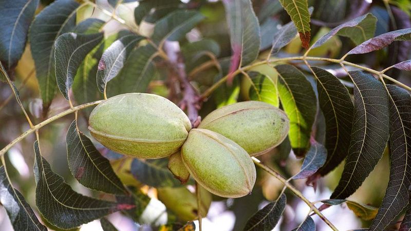 Gather opened nuts without forcing the rest down