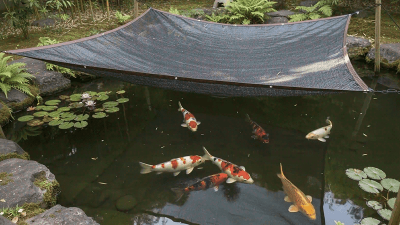 Protect pond fish with barriers before relying on scare tactics