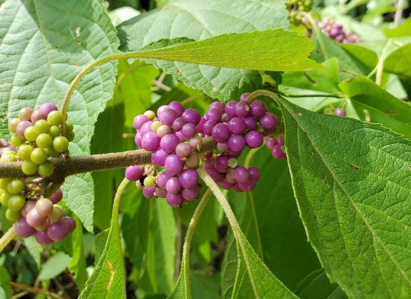 Mosquito research tested compounds from the leaves