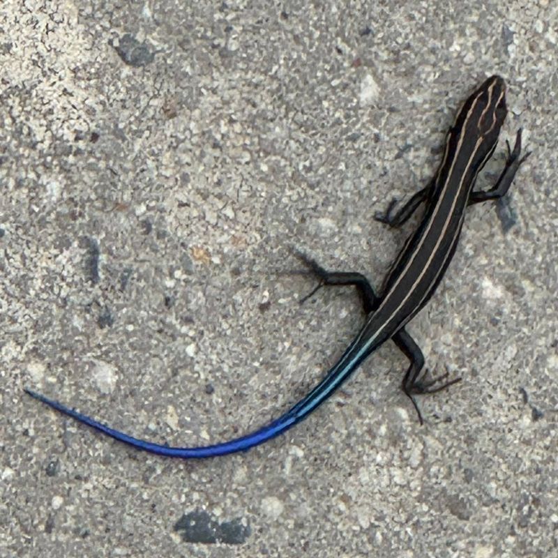 Use observation to learn the patio’s pattern, not to count pests