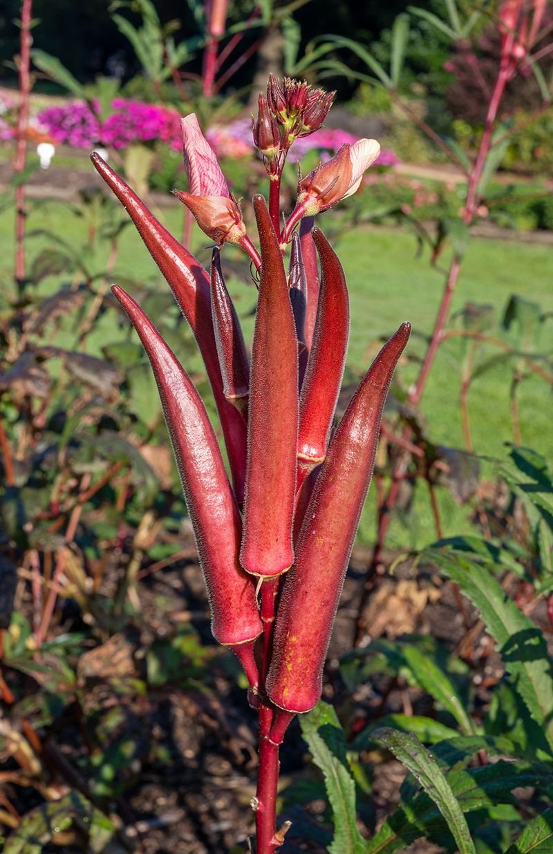 Doubles as a Stunning Ornamental Plant