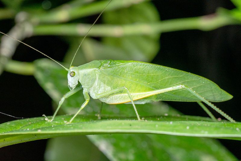 How katydids make the sound
