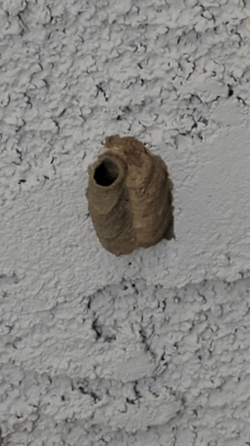 How to Remove a Nest Without Creating a Bigger Problem