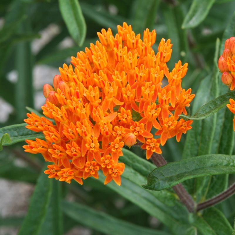 Butterfly Weed (Asclepias tuberosa)