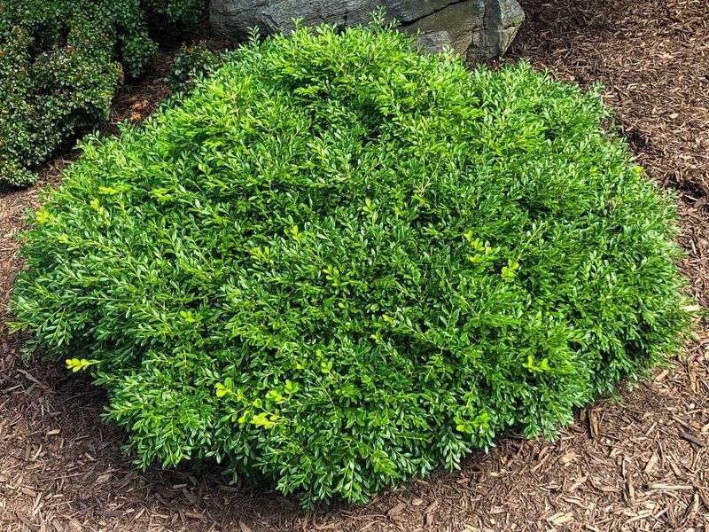 Boxwood 'Franklin's Gem'