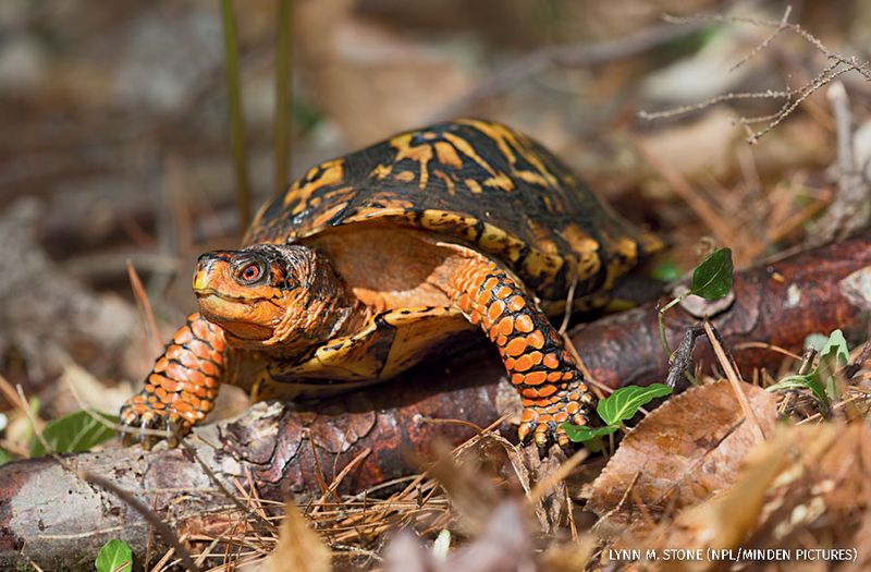 What leaf litter does for a turtle in winter