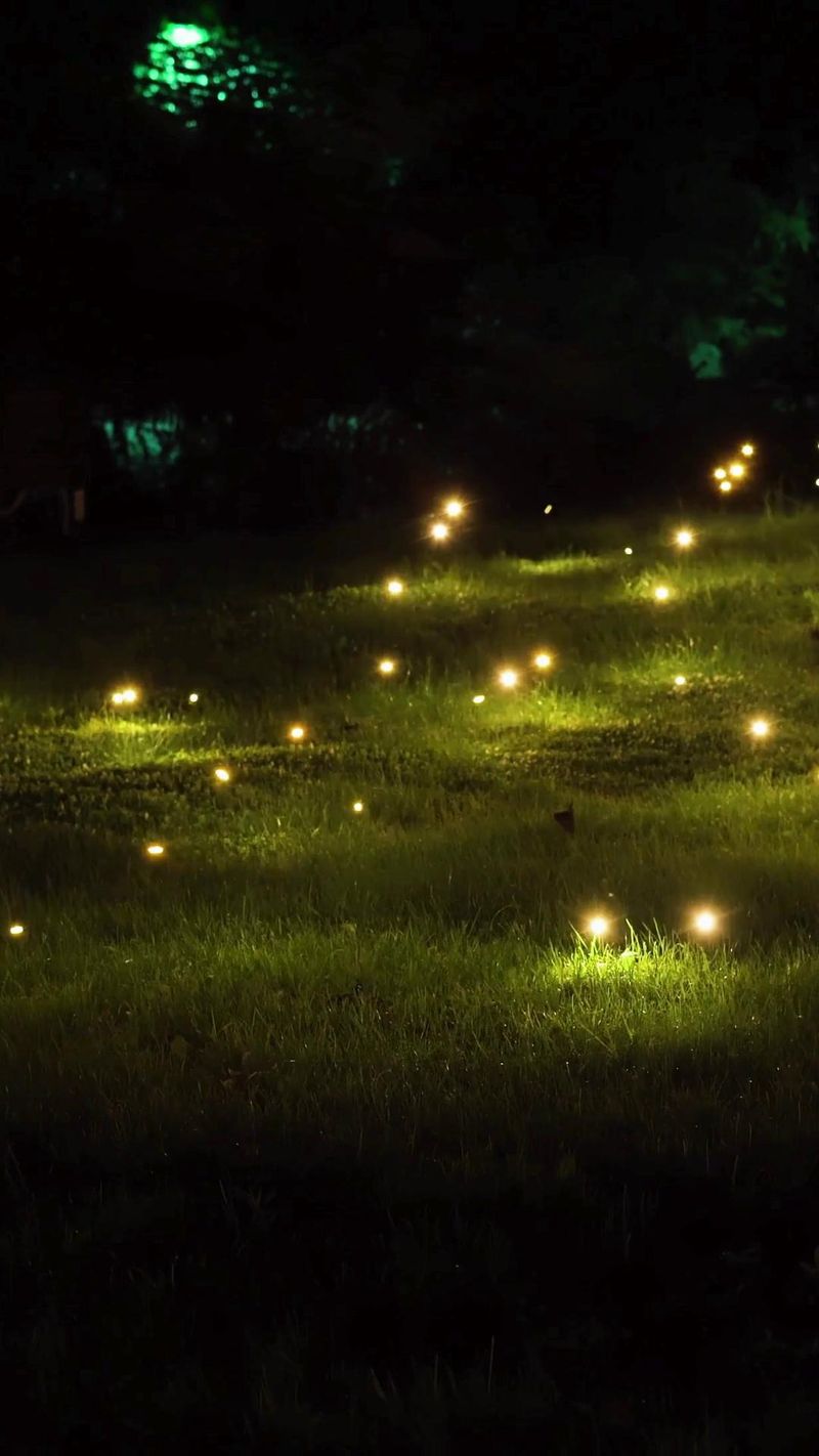 Leaves are only one part of a firefly-friendly yard