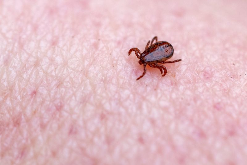 Keep checking for ticks even if opossums visit