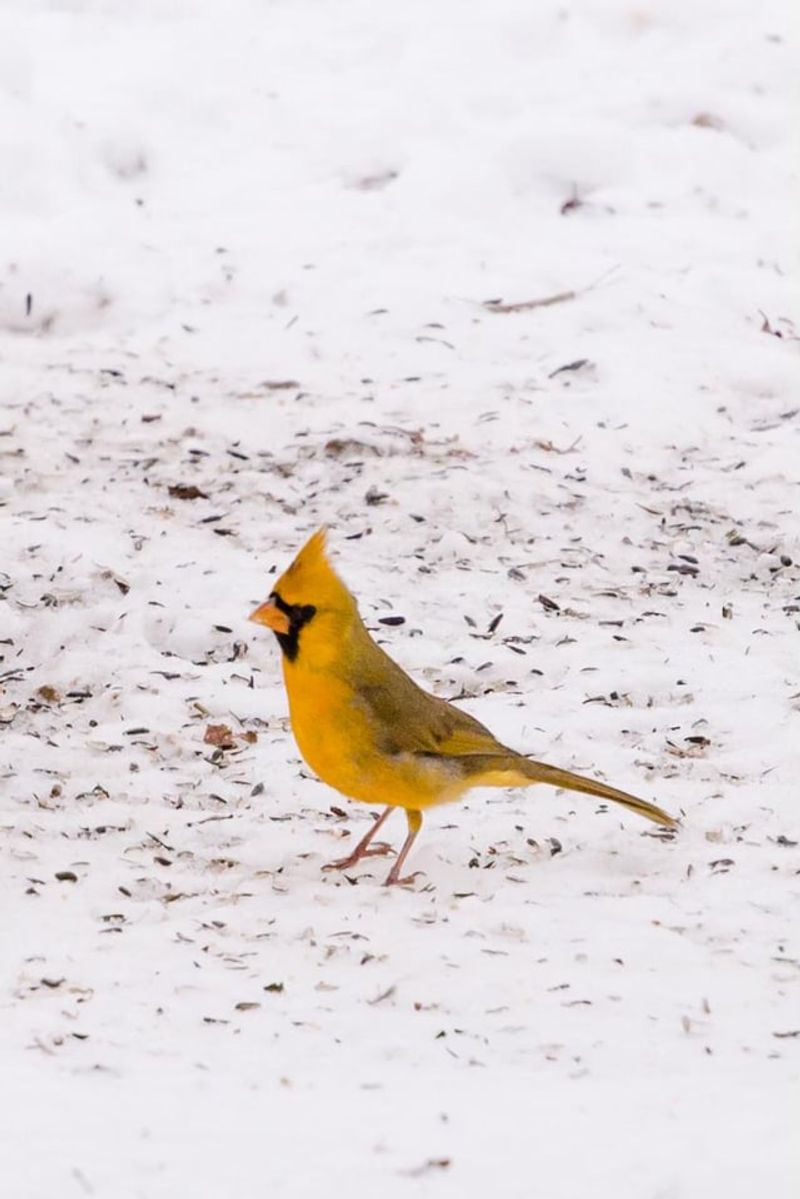 Researchers have not shown that one gene caused the yellow color