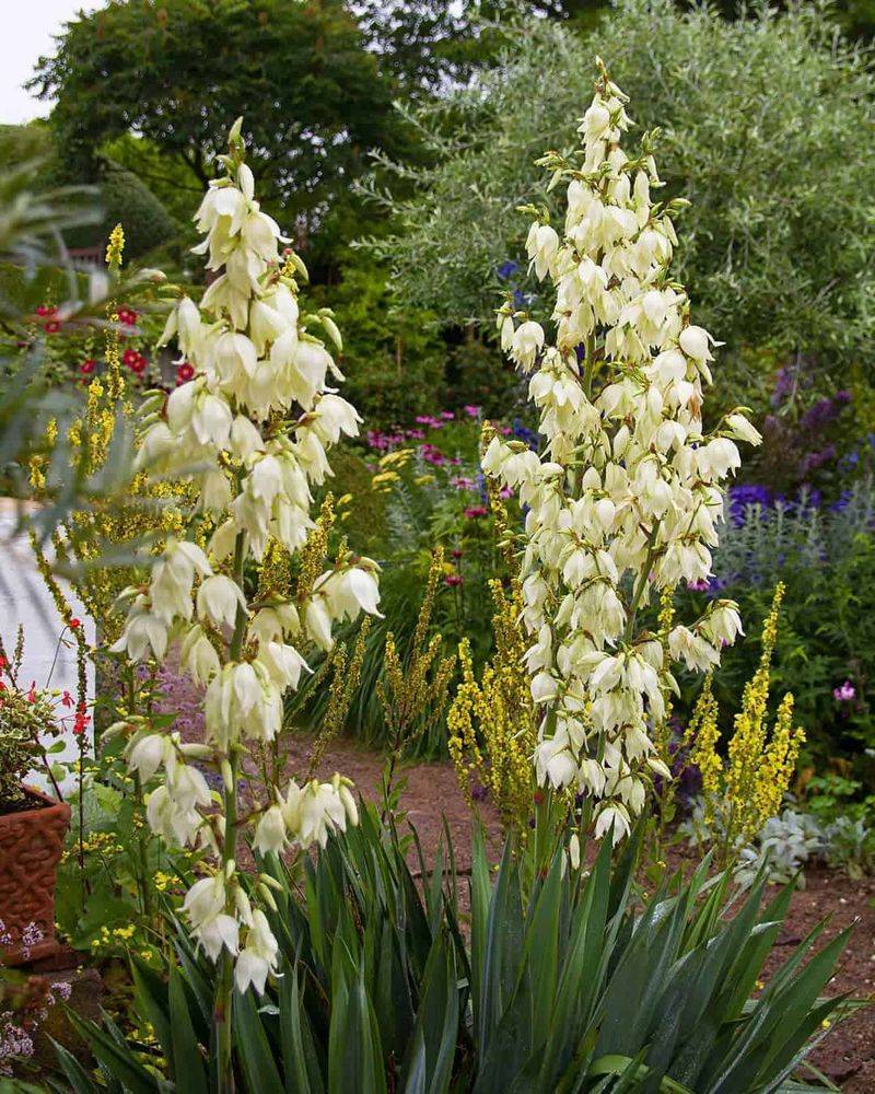 Adam's Needle Yucca (Yucca filamentosa)