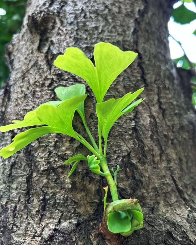 Resilience means the capacity to begin again